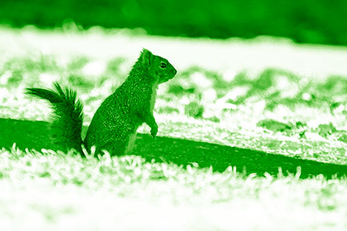 Squirrel Standing Upwards On Hind Legs (Green Shade Photo)