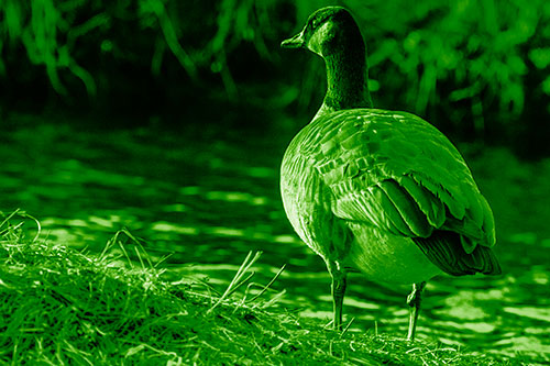 Standing Canadian Goose Looking Sideways Towards Sunlight (Green Shade Photo)