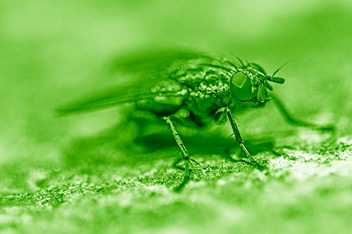 Standing Cluster Fly Getting Suntan Atop Rock (Green Shade)