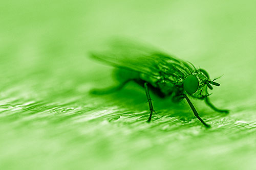 Standing Cluster Fly Resting Atop Wood (Green Shade)