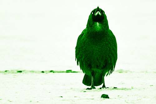 Standing Crow Cawing Loudly (Green Shade Photo)