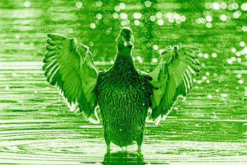Standing Mallard Duck Flapping Wings Among Shore (Green Shade)