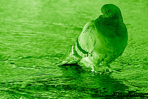 Standing Pigeon Gandering Atop River Water (Green Shade Photo)