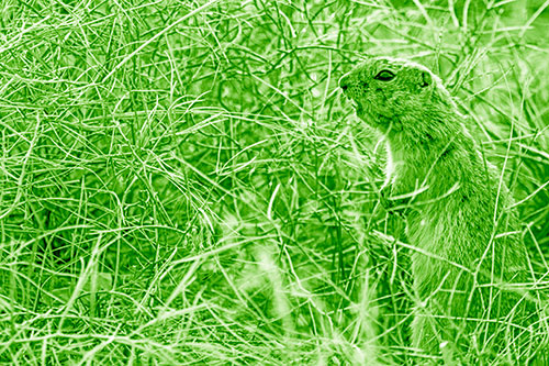 Standing Prairie Dog Snarls Towards Intruders (Green Shade Photo)