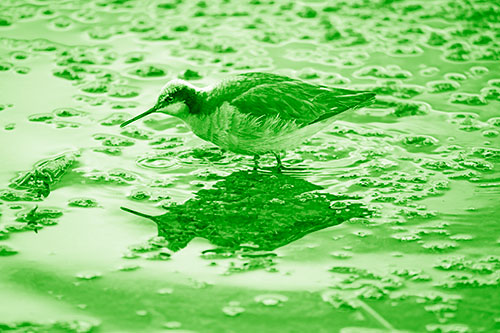 Standing Sandpiper Wading In Shallow Algae Filled Lake Water (Green Shade Photo)