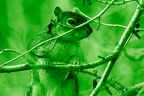 Standing Squirrel Peeking Over Tree Branch (Green Shade)