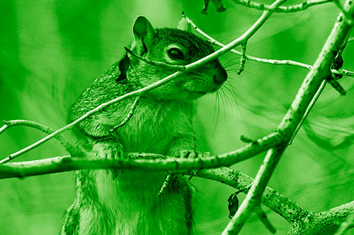 Standing Squirrel Peeking Over Tree Branch (Green Shade Photo)