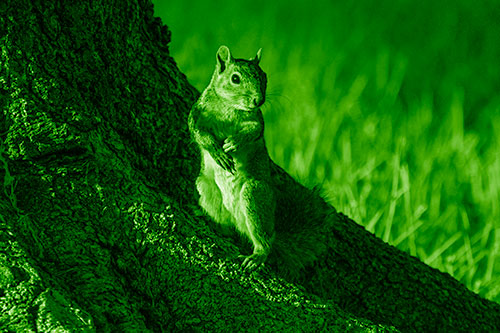 Standing Squirrel Poses Among Sloping Tree Stump (Green Shade)