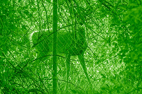 Startled White Tailed Deer Freezes Behind Chain Link Fence (Green Shade)