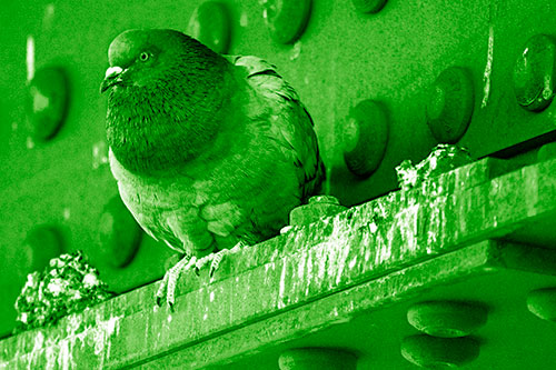 Steel Beam Perched Pigeon Keeping Watch (Green Shade Photo)