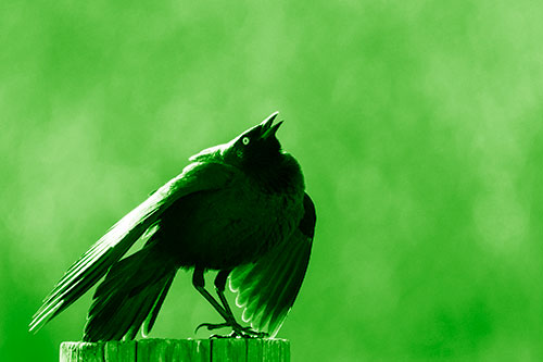 Stomping Grackle Croaking Atop Wooden Fence Post (Green Shade Photo)
