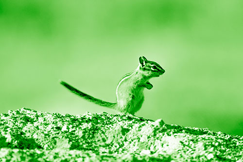 Straight Tailed Standing Chipmunk Clenching Paws (Green Shade Photo)