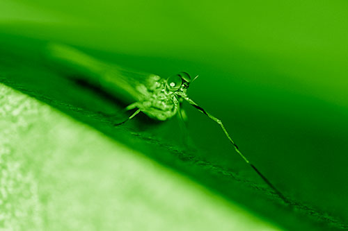 Stretching Mayfly Relaxing Among Shade (Green Shade)