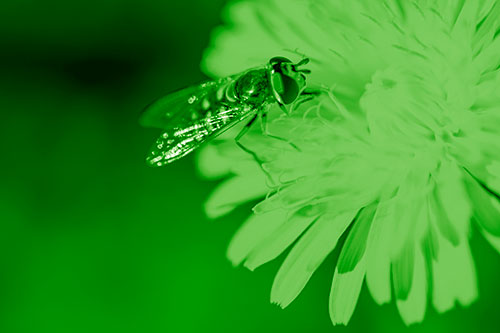 Striped Hoverfly Pollinating Flower (Green Shade Photo)