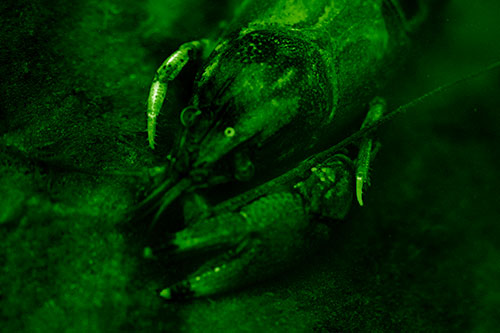 Submerged Crayfish Under Shallow Water (Green Shade Photo)