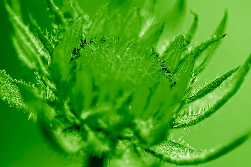 Sunflower Bud Unfurling Towards Sunlight (Green Shade)