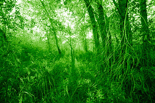 Sunlight Bursts Through Shaded Forest Trees (Green Shade Photo)