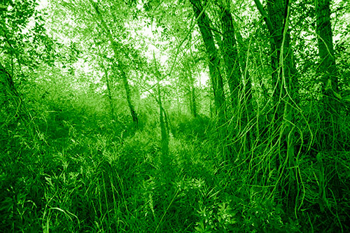Sunlight Bursts Through Shaded Forest Trees (Green Shade)