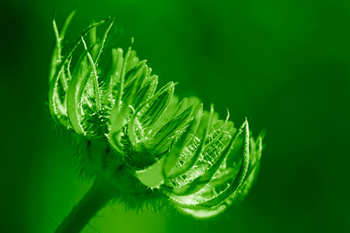 Sunlight Enters Spiky Unfurling Sunflower Bud (Green Shade Photo)