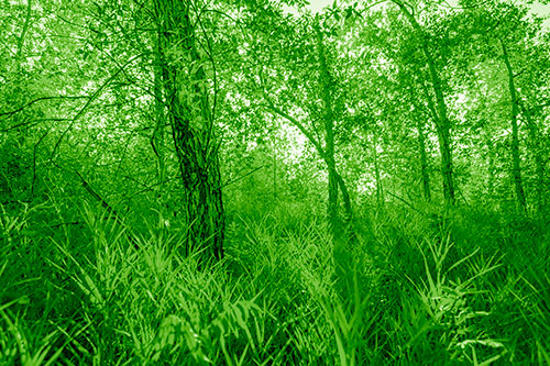 Sunrise Casts Forest Tree Shadows (Green Shade Photo)