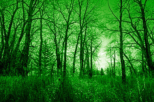 Sunrise Through Snow Covered Trees (Green Shade Photo)