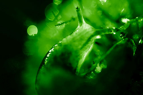 Sunshine Illuminates Translucent Marsh Slug (Green Shade Photo)