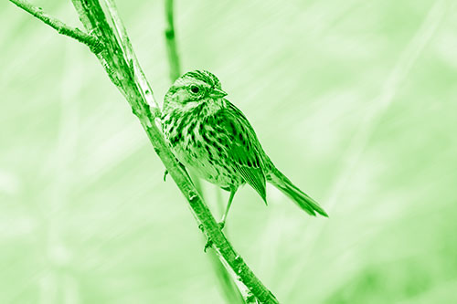 Surfing Song Sparrow Rides Tree Branch (Green Shade Photo)