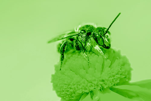 Sweat Bee Collecting Pollen Off Sneezeweed Flower (Green Shade)