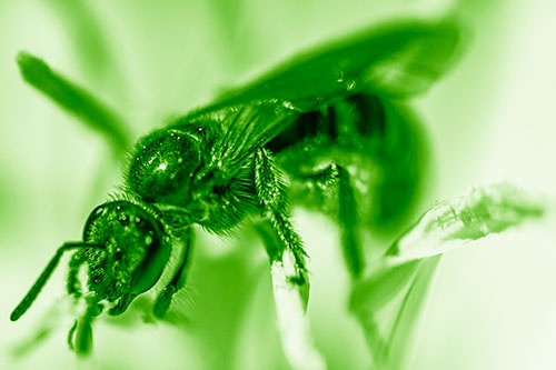 Sweat Bee Enjoying Primrose Flower Pollen (Green Shade)