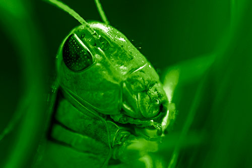 Sweaty Grasshopper Seeking Shade (Green Shade Photo)