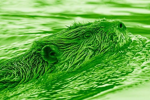 Swimming Beaver Keeping Head Above Water (Green Shade Photo)