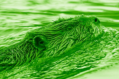 Swimming Beaver Keeping Head Above Water (Green Shade)