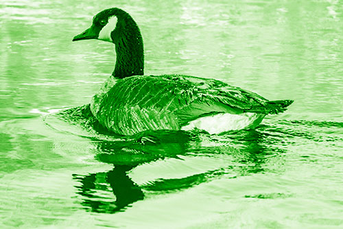 Swimming Goose Ripples Through Water (Green Shade)