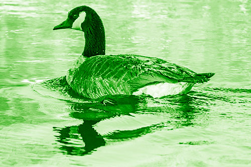 Swimming Goose Ripples Through Water (Green Shade Photo)