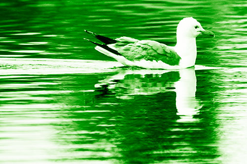 Swimming Seagull Lake Water Reflection (Green Shade Photo)