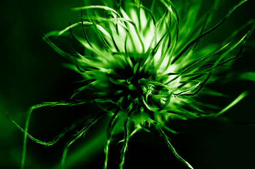 Swirling Pasque Flower Seed Head (Green Shade Photo)