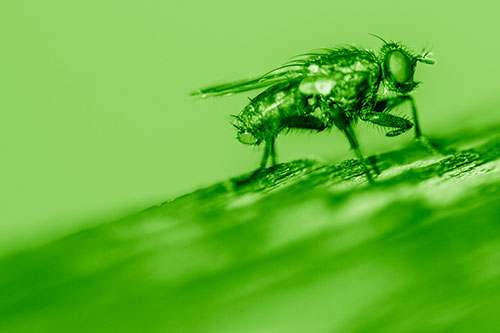 Tachinid Fly Curling Arm Among Sloping Wood (Green Shade)
