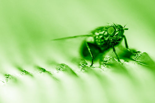 Tachinid Fly Poses Among Grooved Wood (Green Shade)