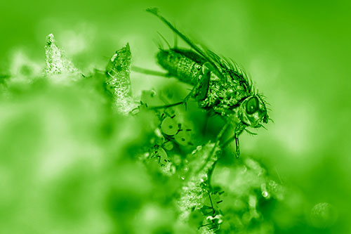 Tachinid Fly Terrorizing Aphids Among Milkweed Pod (Green Shade)