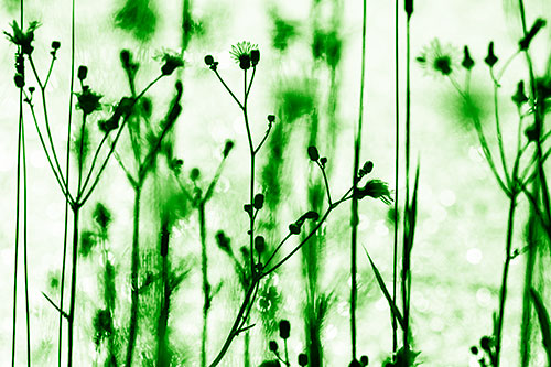 Tall Towering Stemmed Dandelion Flowers (Green Shade Photo)