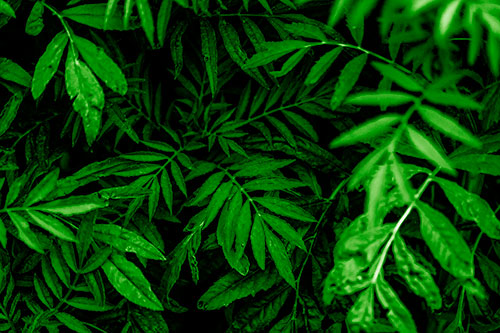 Tattered Fern Plants Emerge From Darkness (Green Shade)