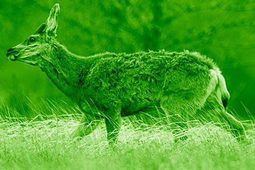Tense Faced Mule Deer Wanders Among Blowing Grass (Green Shade Photo)