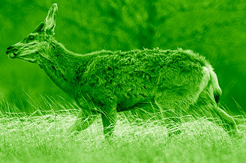 Tense Faced Mule Deer Wanders Among Blowing Grass (Green Shade)