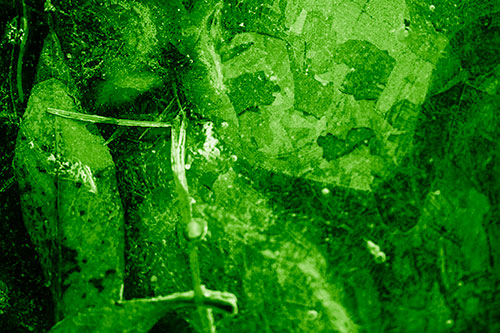 Terrified Ice Face Frozen Beside Leaf (Green Shade Photo)