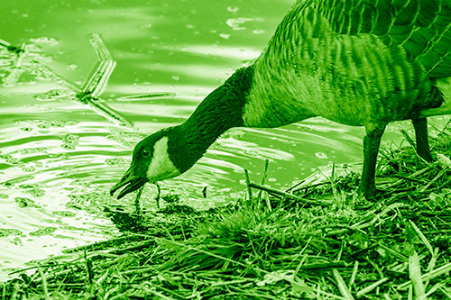 Thirsty Canadian Goose Drinking Water Along Shore (Green Shade)