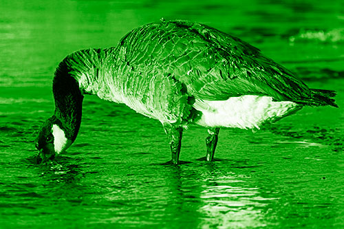 Thirsty Goose Drinking Ice River Water (Green Shade Photo)