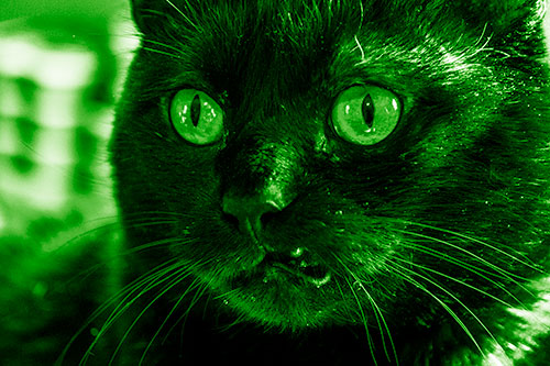 Thirsty Wide Eyed Black Cat (Green Shade)