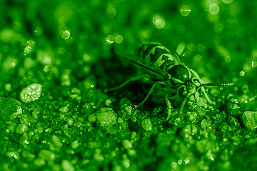 Thirsty Yellowjacket Wasp Among Soaked Sparkling Rocks (Green Shade Photo)
