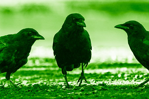 Three Crows Plotting Their Next Move (Green Shade Photo)