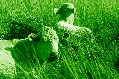 Tired Cows Lying Down Among Grass (Green Shade Photo)